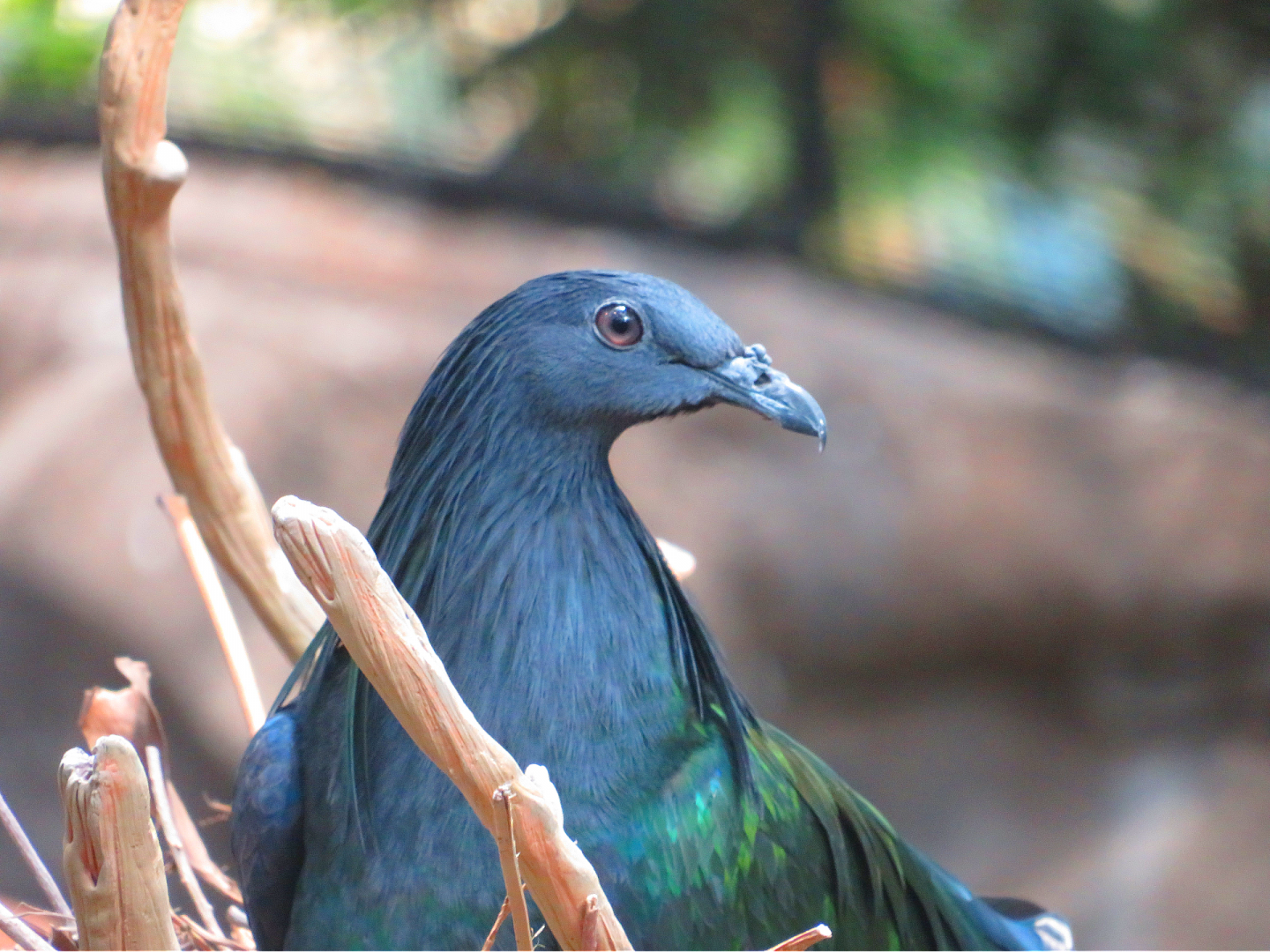 Nicobar pigeon