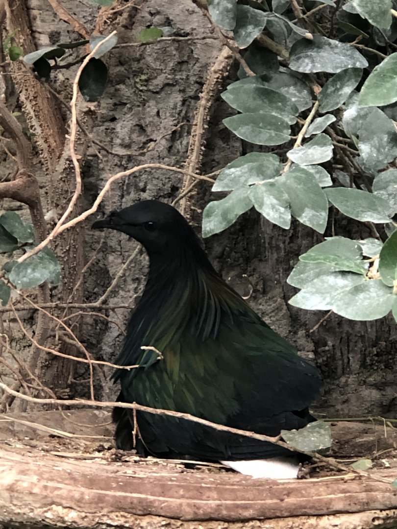Nicobar Pigeon