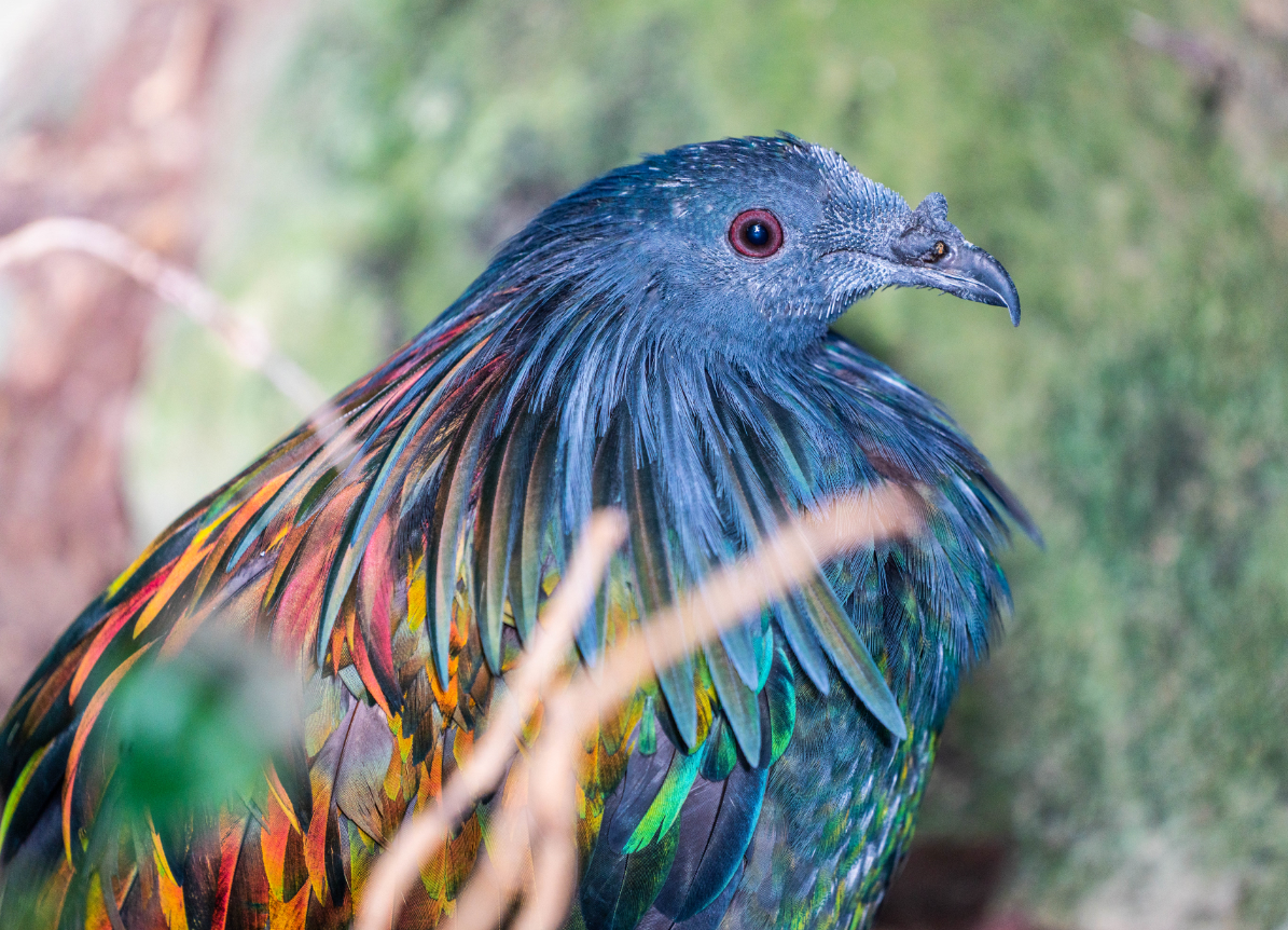 Nicobar Pigeon