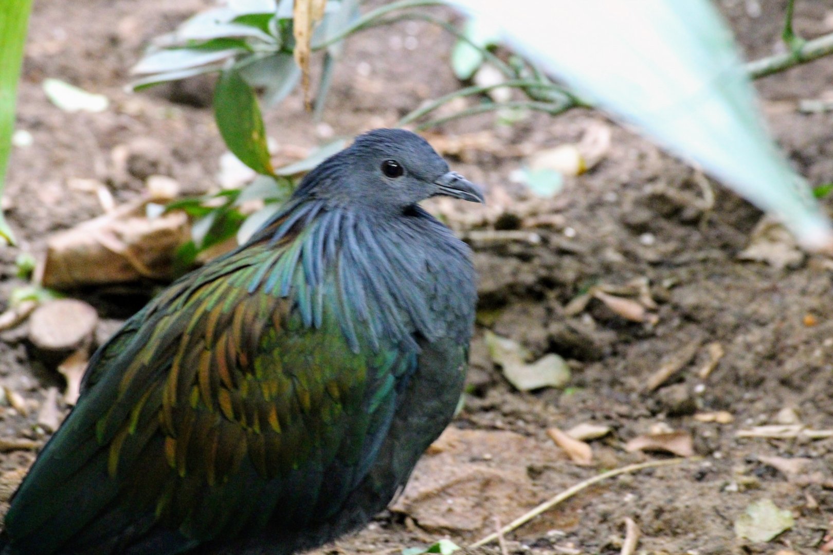Nicobar Pigeon