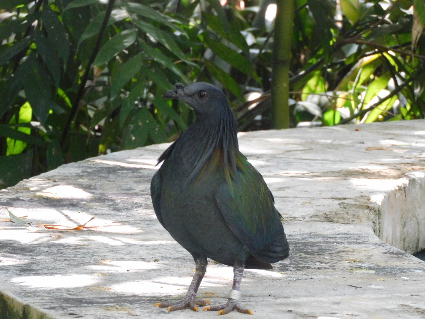 Nicobar pigeon