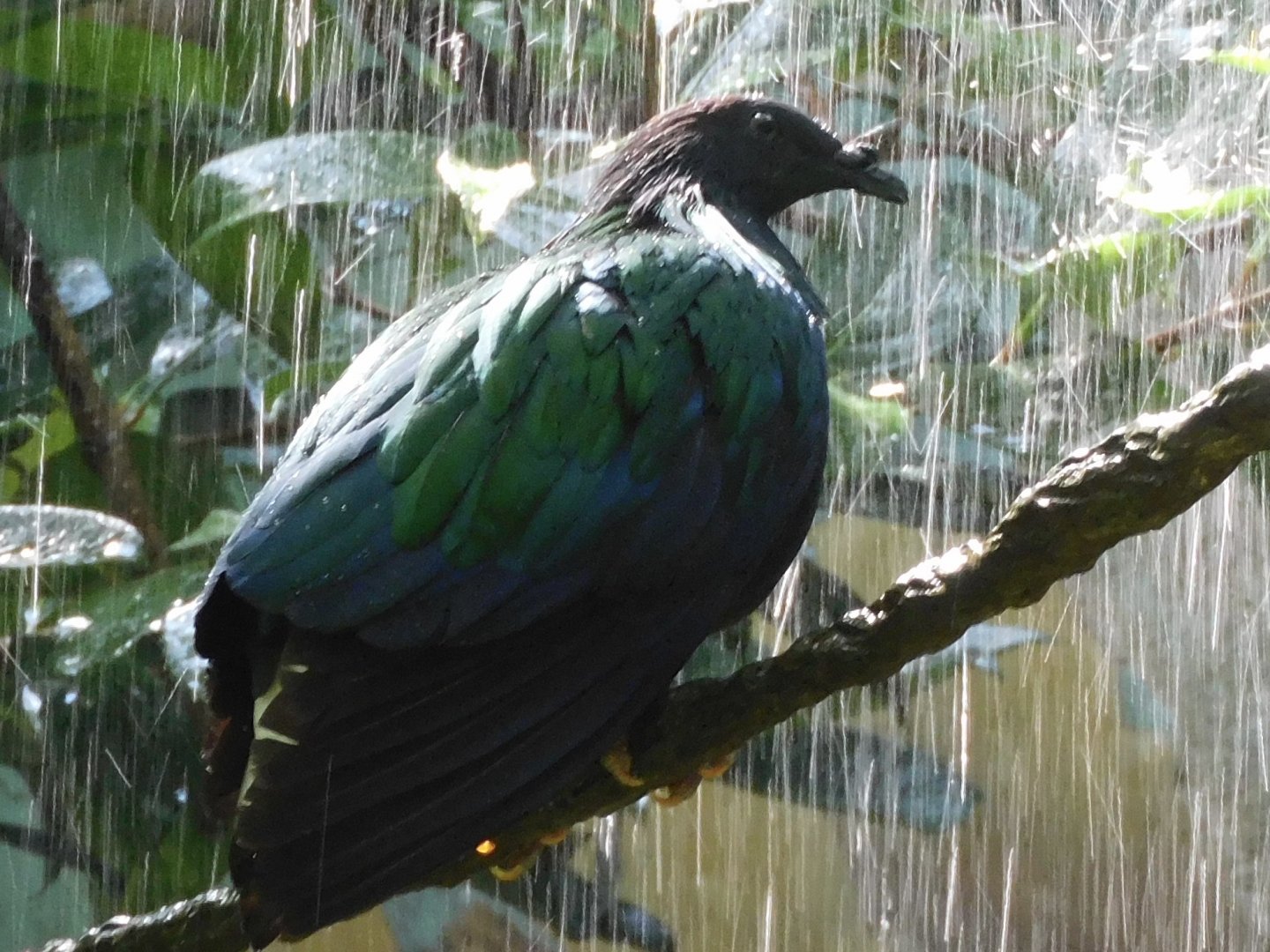 Nicobar pigeon