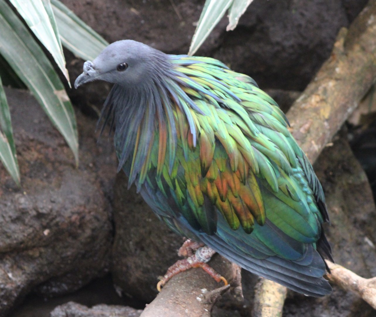 Nicobar pigeon