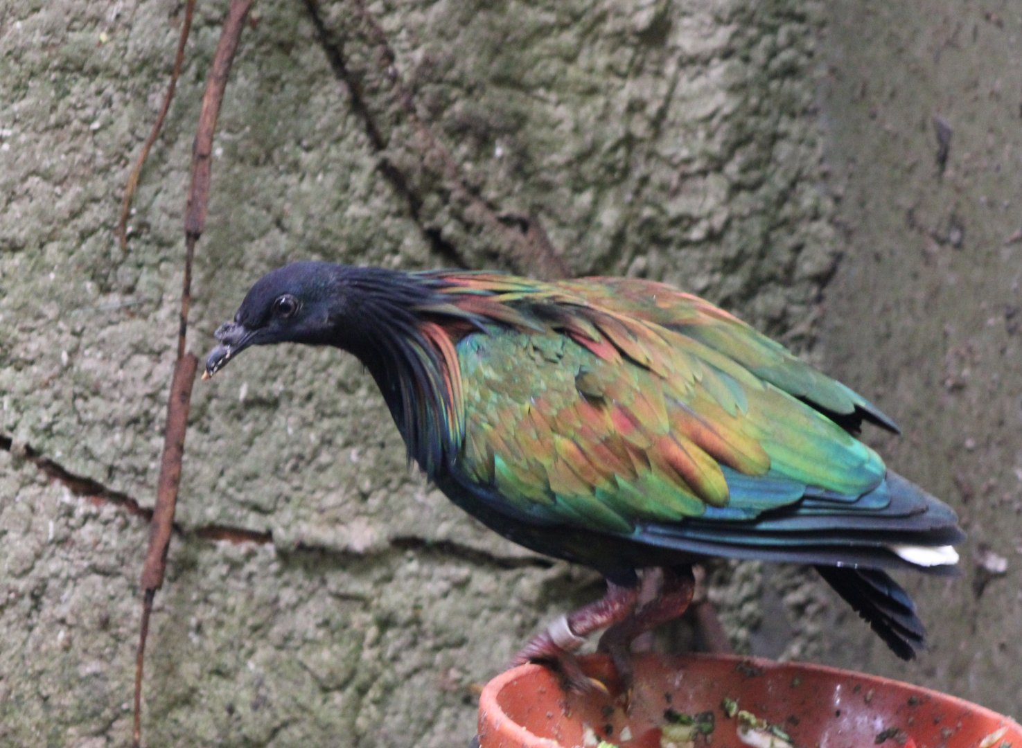 Nicobar pigeon