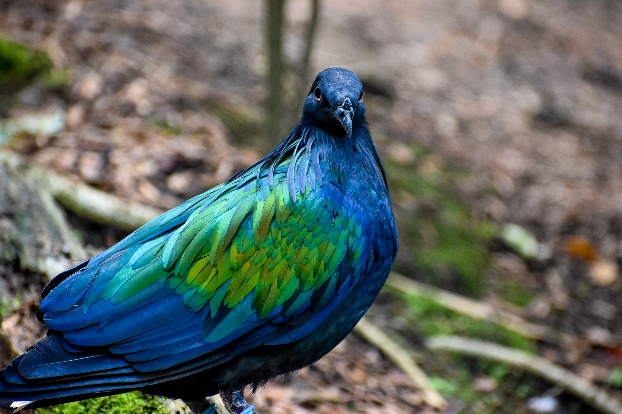 Nicobar Pigeon