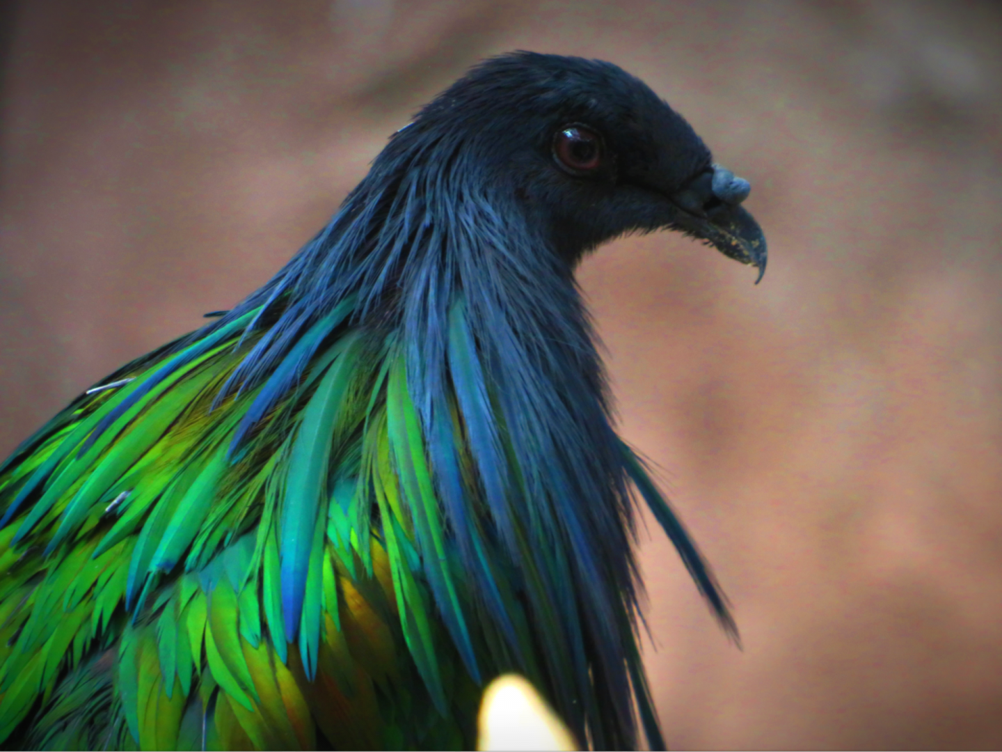 Nicobar pigeon