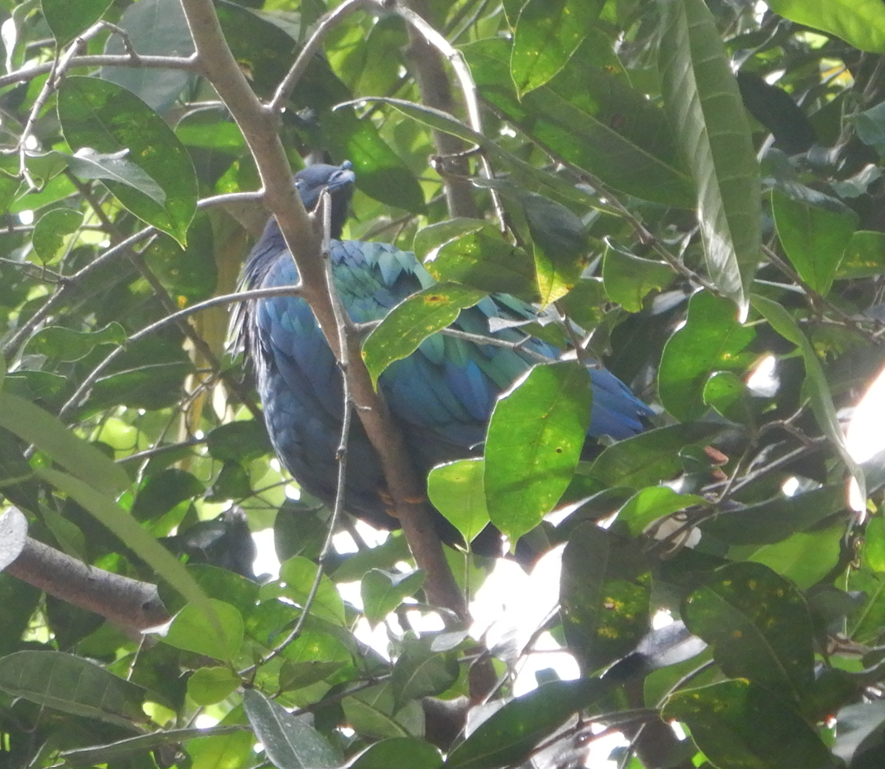 Nicobar Pigeon