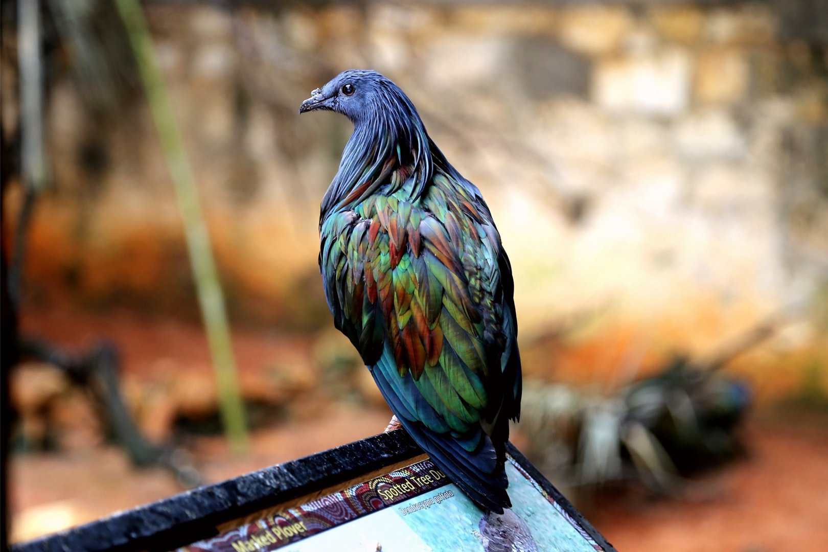 Nicobar Pigeon