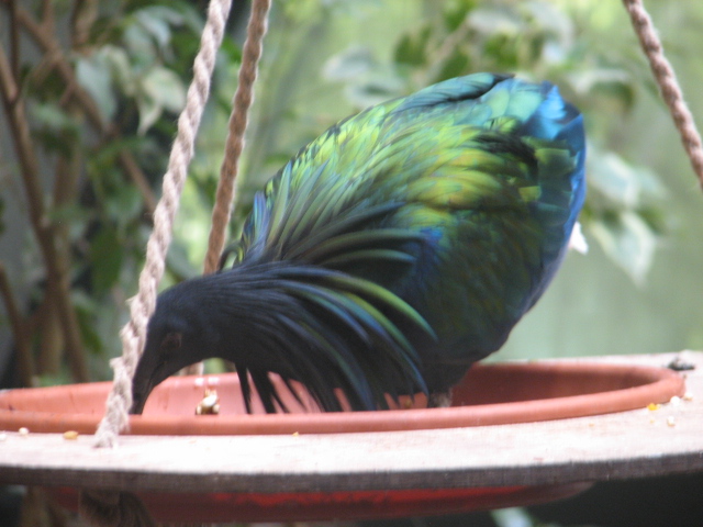 Nicobar pigeon