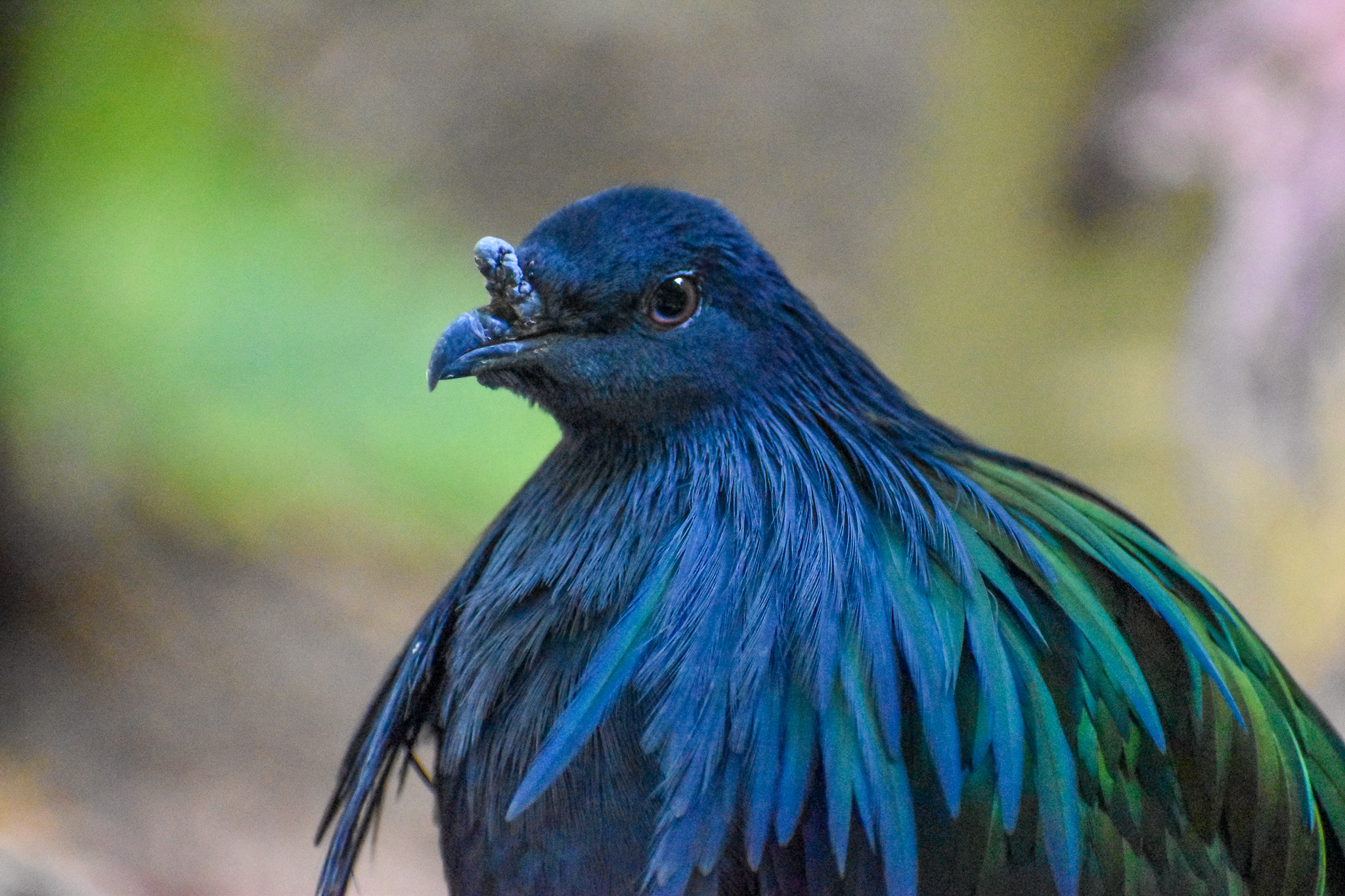 Nicobar Pigeon