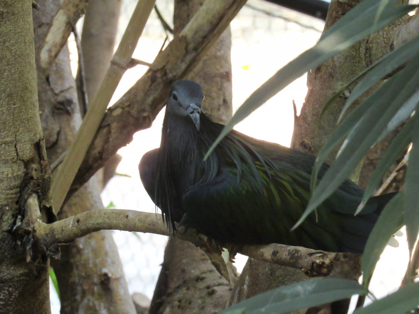 Nicobar Pigeon