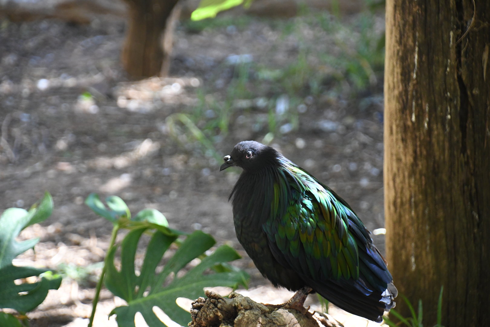 Nicobar Pigeon