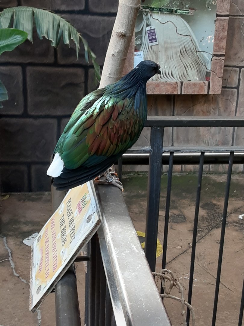 Nicobar Pigeon