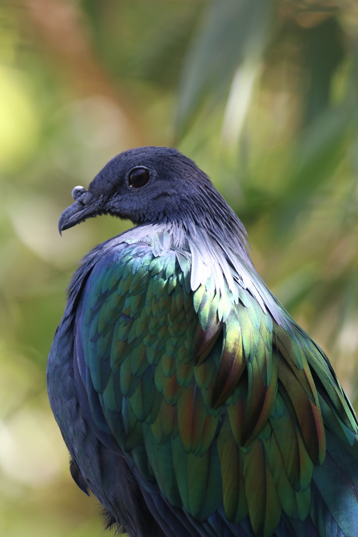 Nicobar pigeon