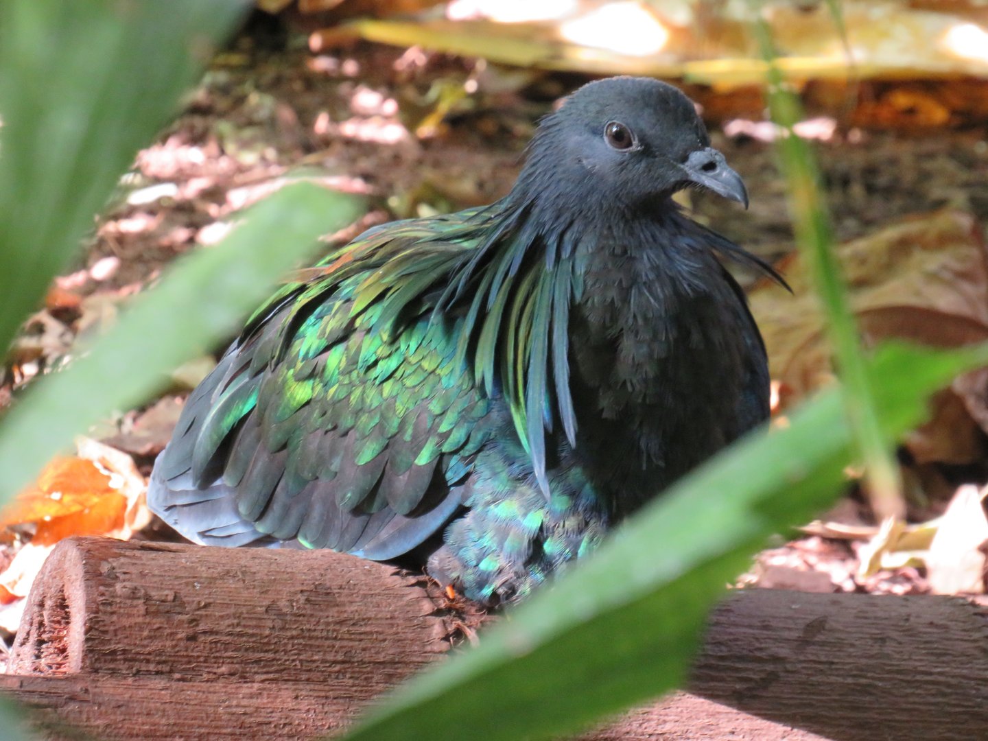 Nicobar pigeon