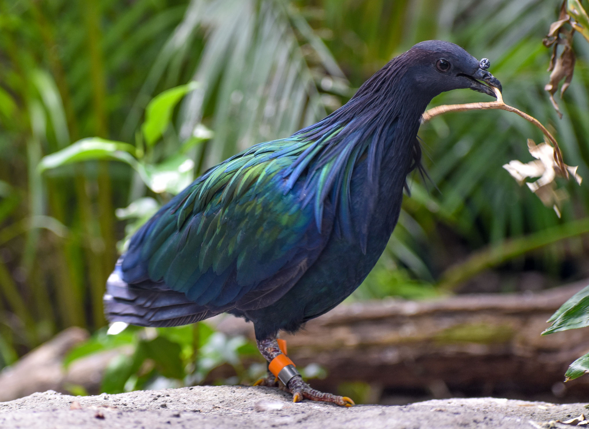 Nicobar Pigeon