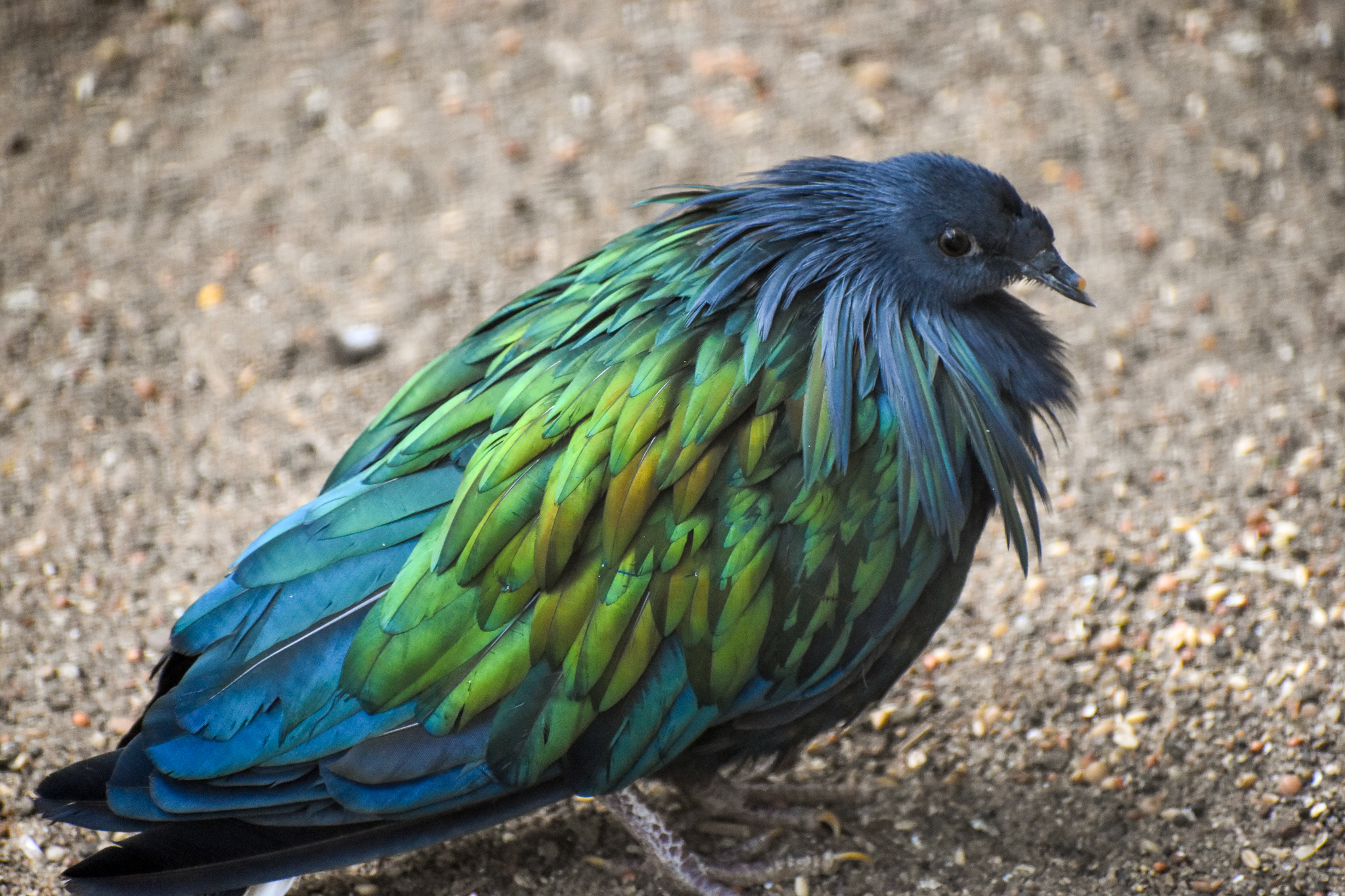 Nicobar Pigeon