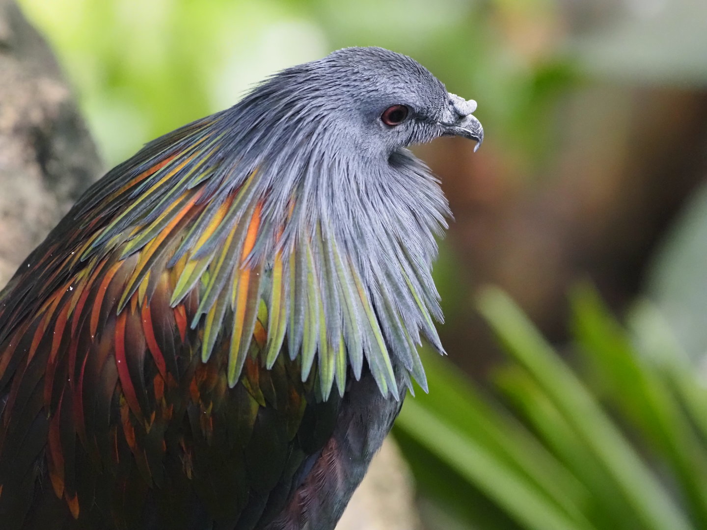 Nicobar Pigeon