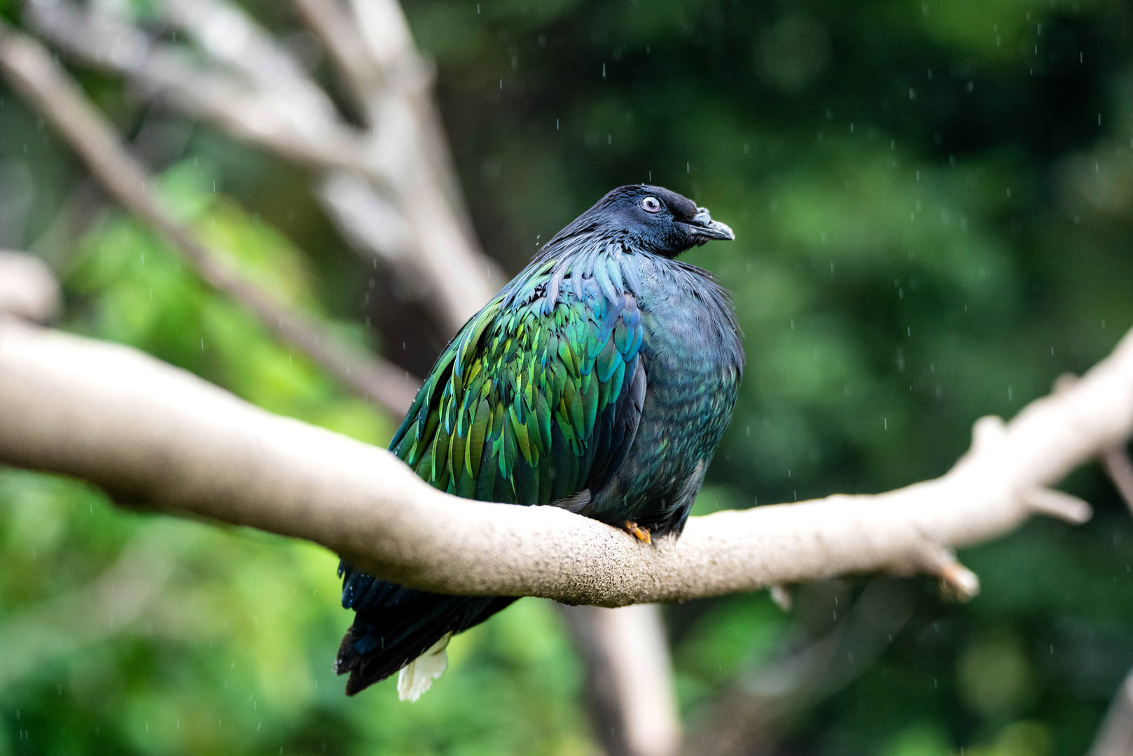 Nicobar pigeon