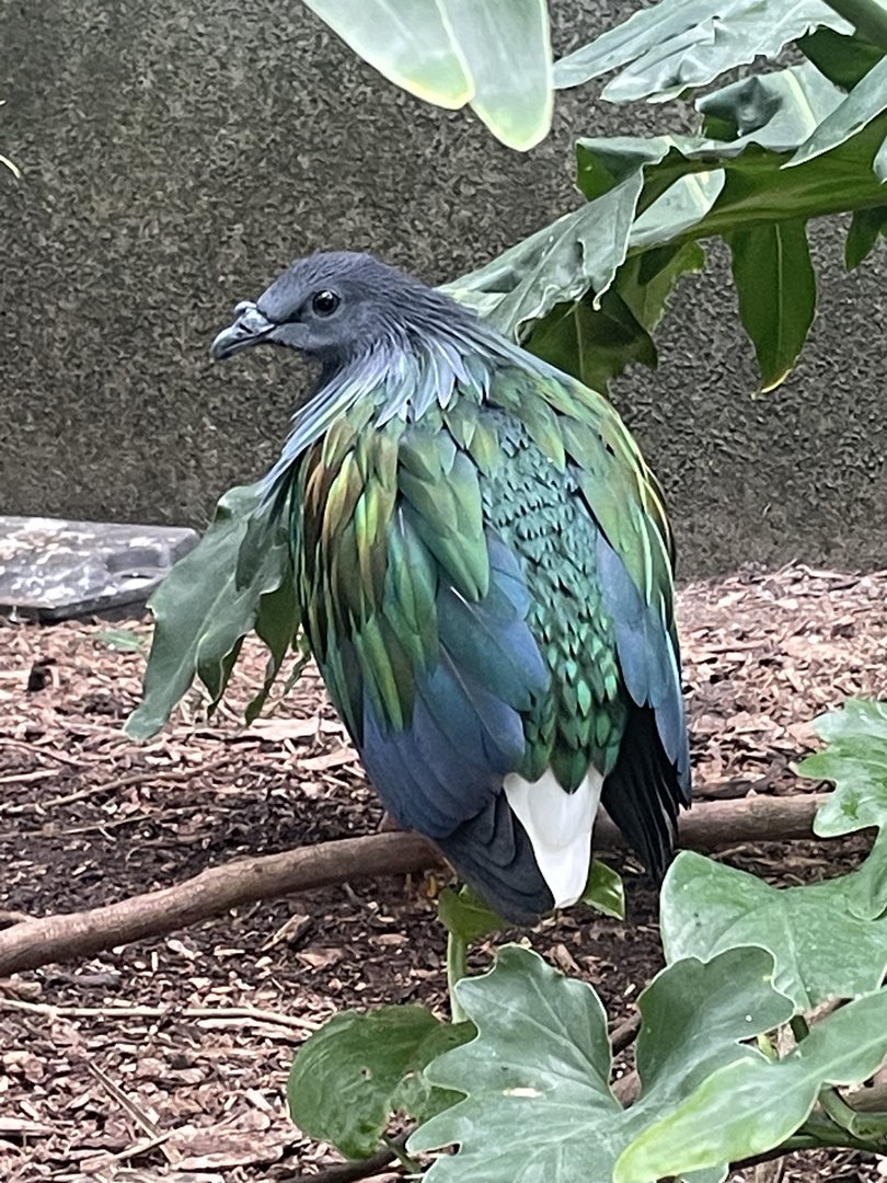 Nicobar Pigeon