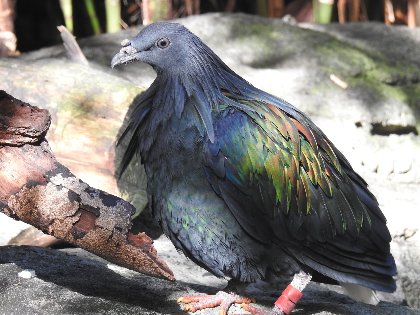 Nicobar Pigeon