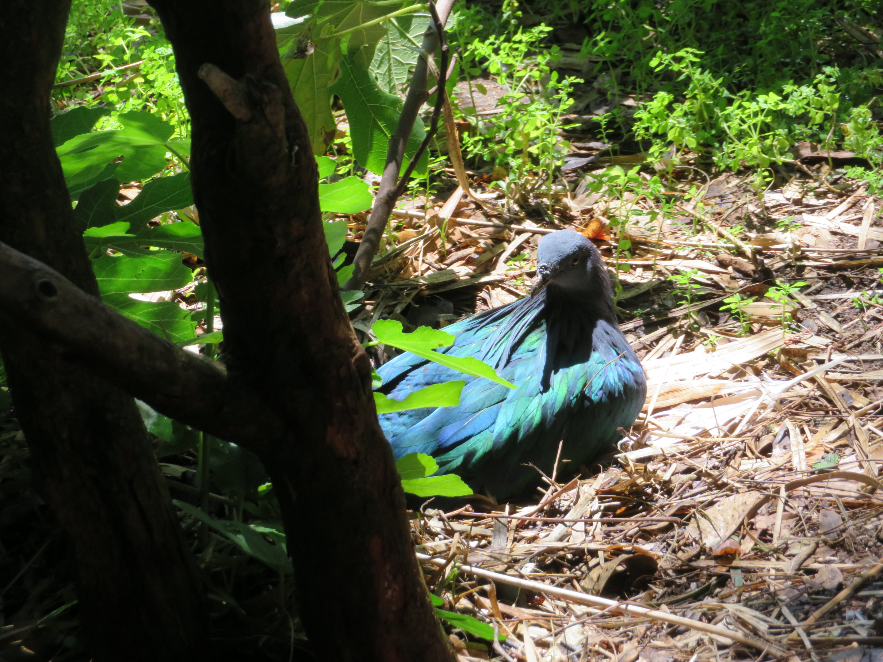 Nicobar Pigeon