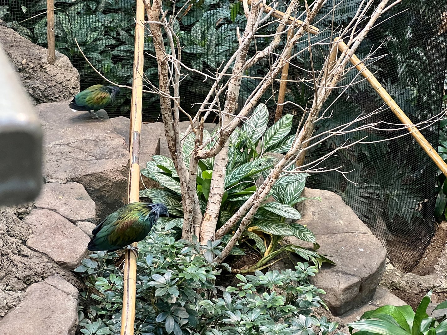 Nicobar Pigeon
