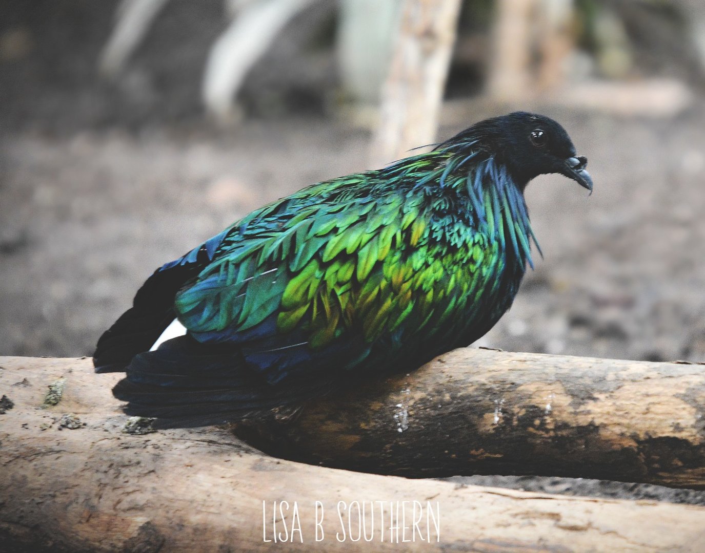 nicobar pigeon
