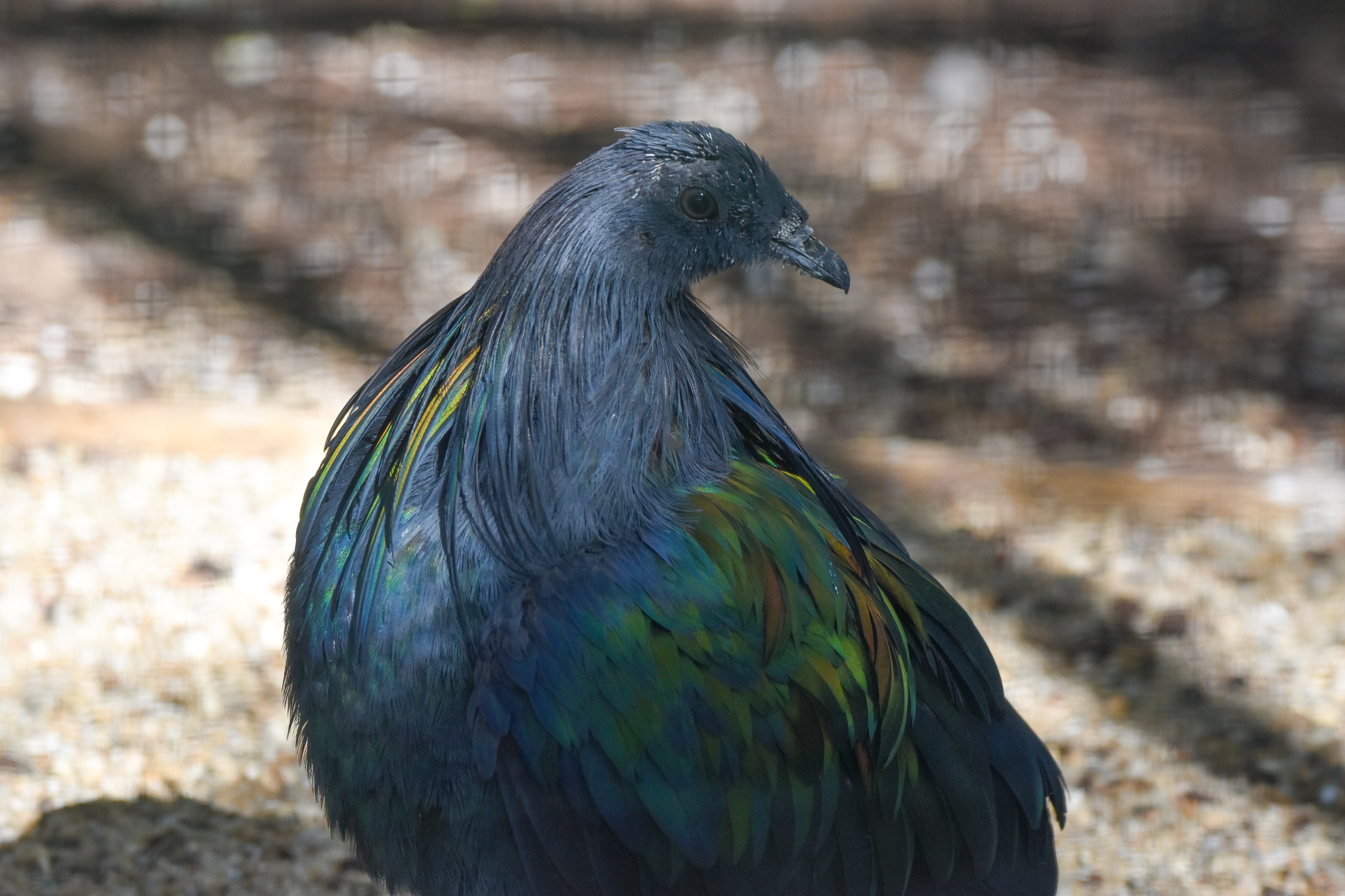 Nicobar Pigeon