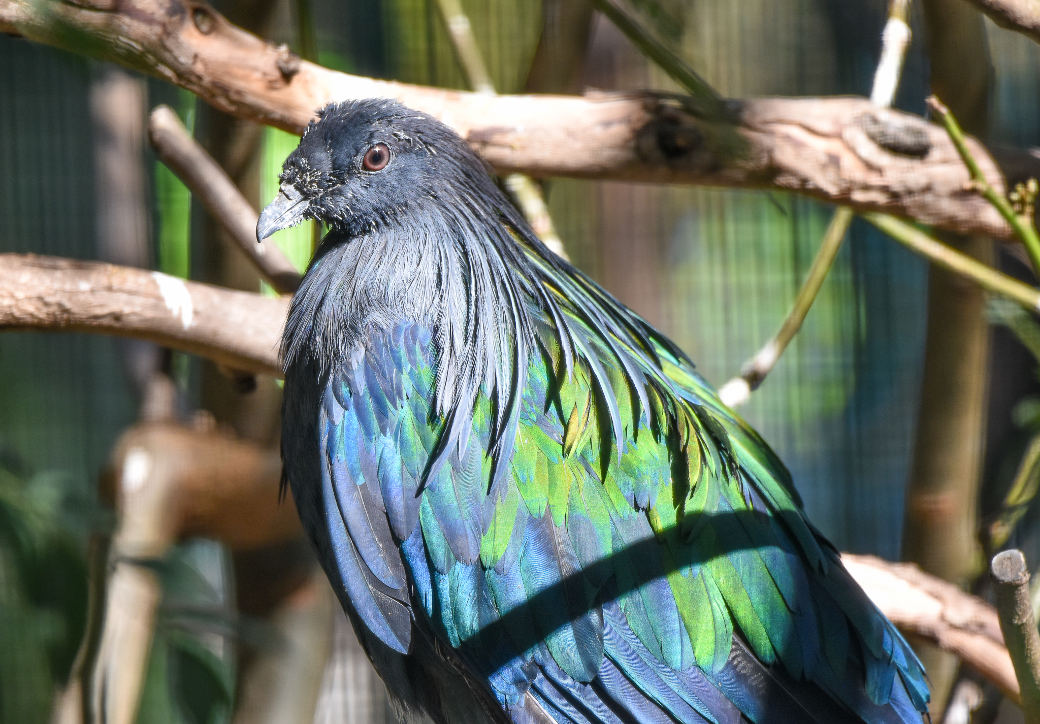 Nicobar Pigeon