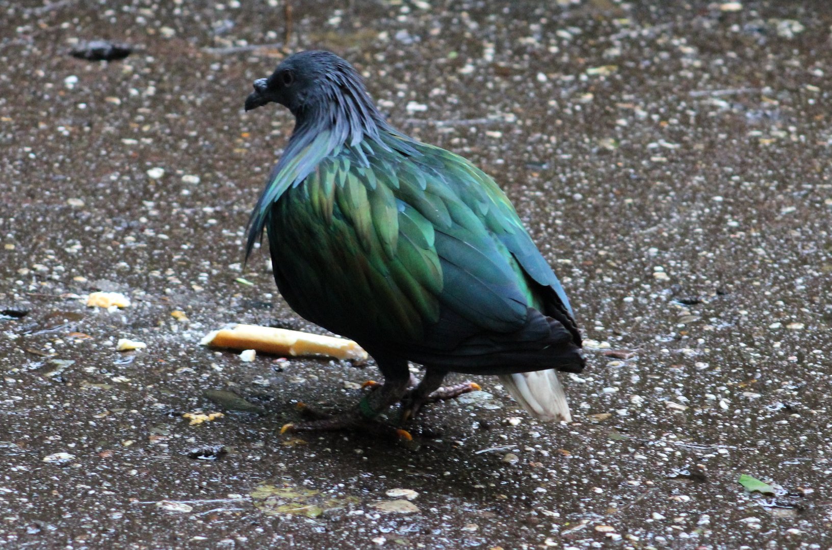 Nicobar pigeon