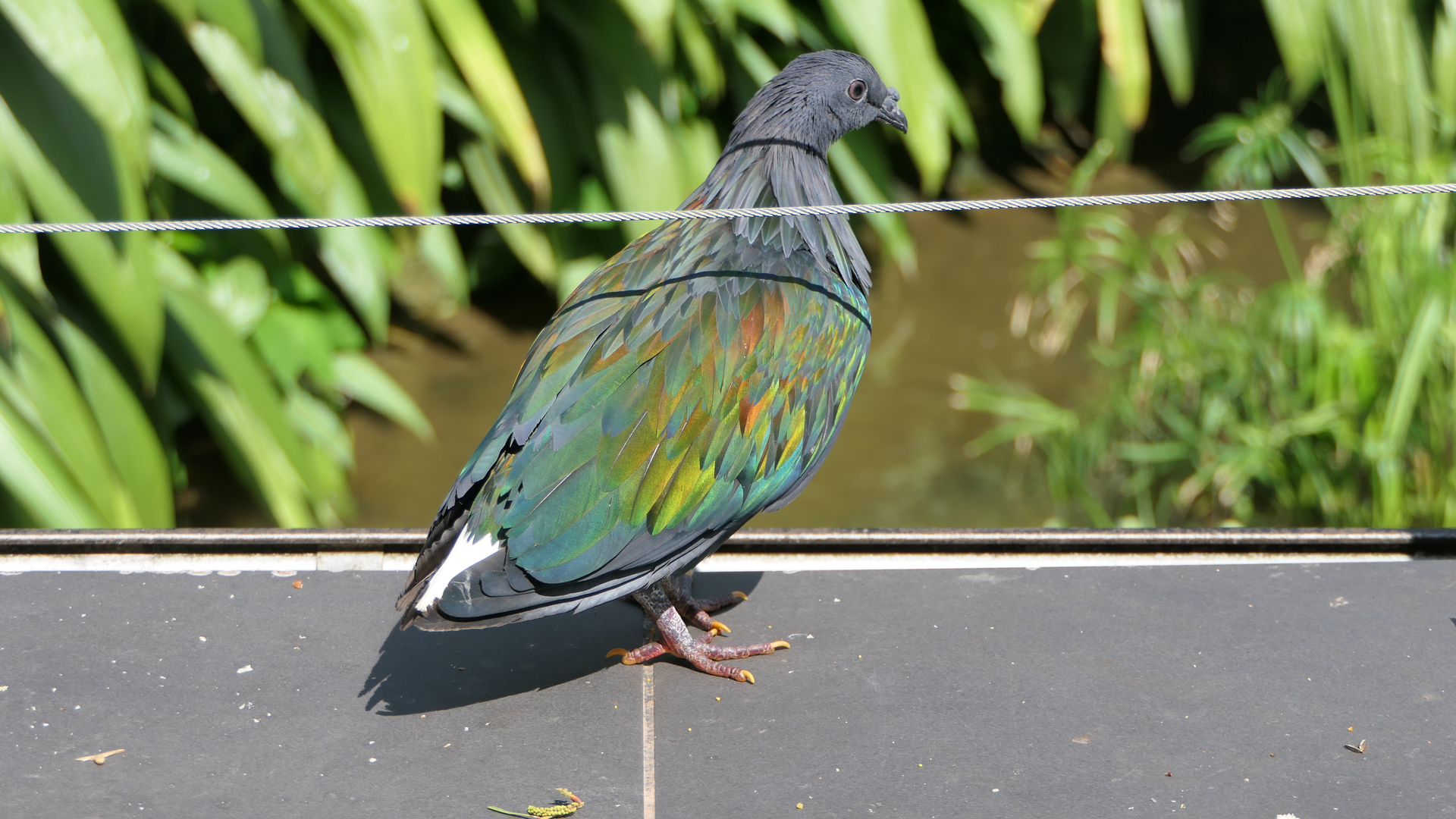 Nicobar Pigeon