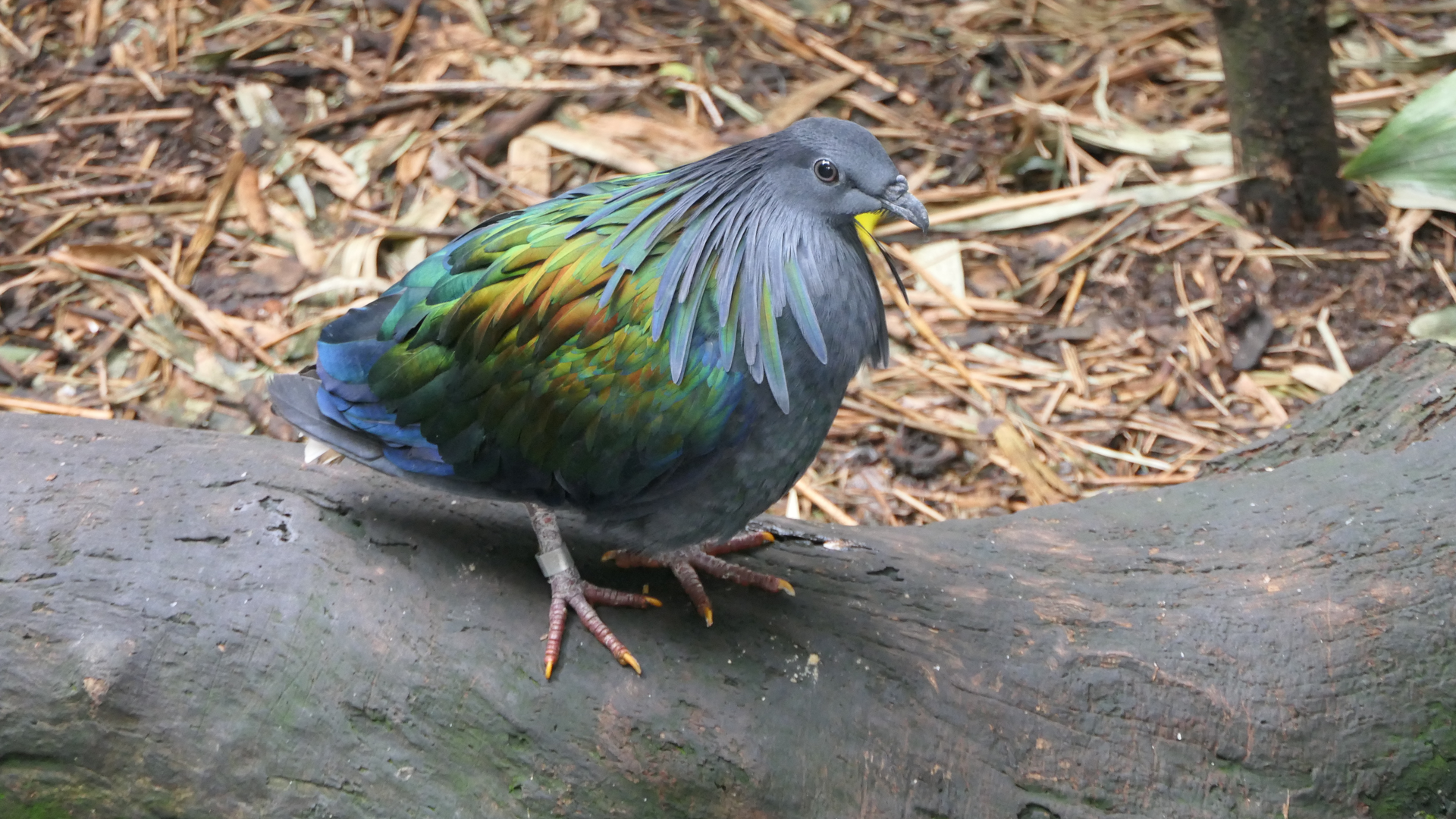 Nicobar Pigeon