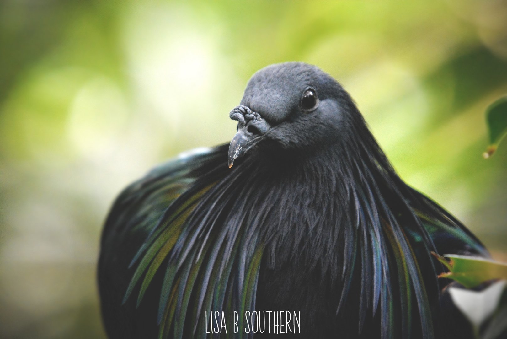 nicobar pigeon