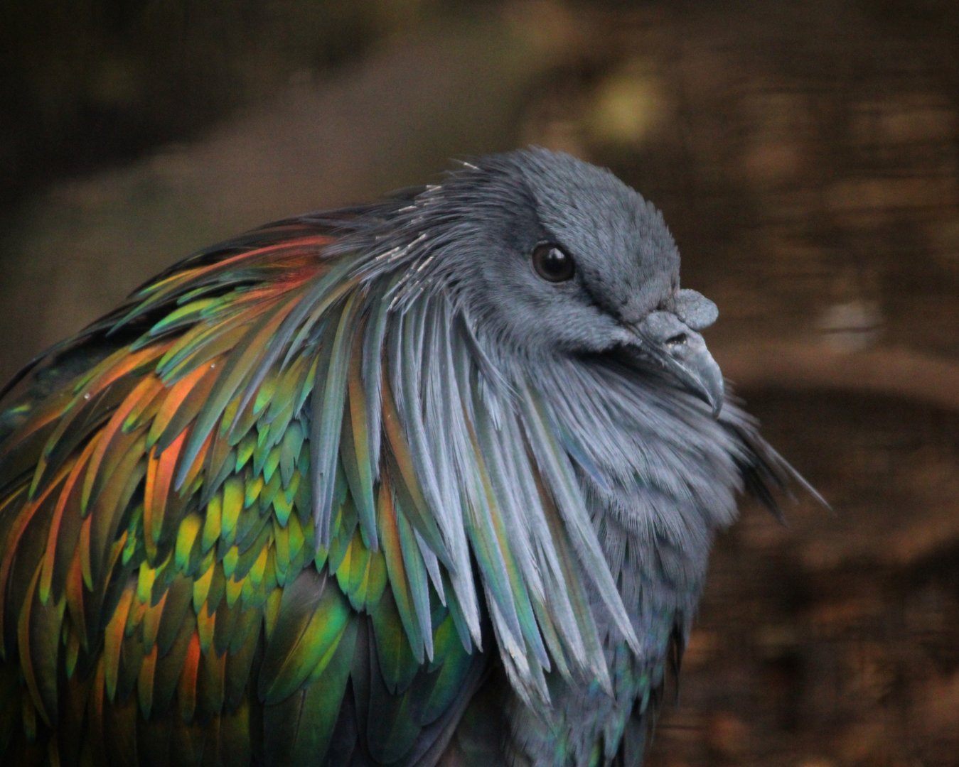 Nicobar Pigeon