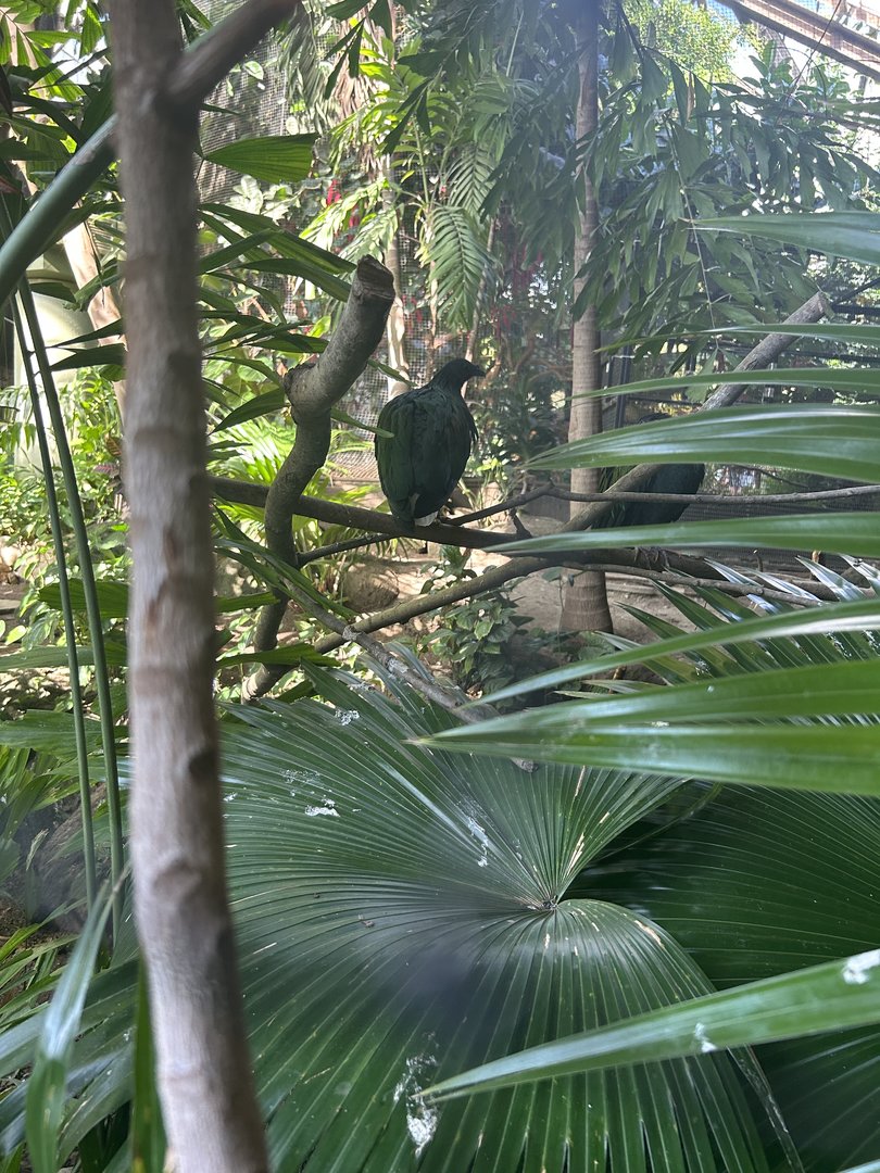 Nicobar pigeon