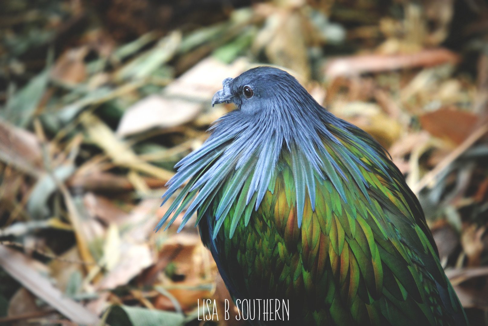 Nicobar Pigeon