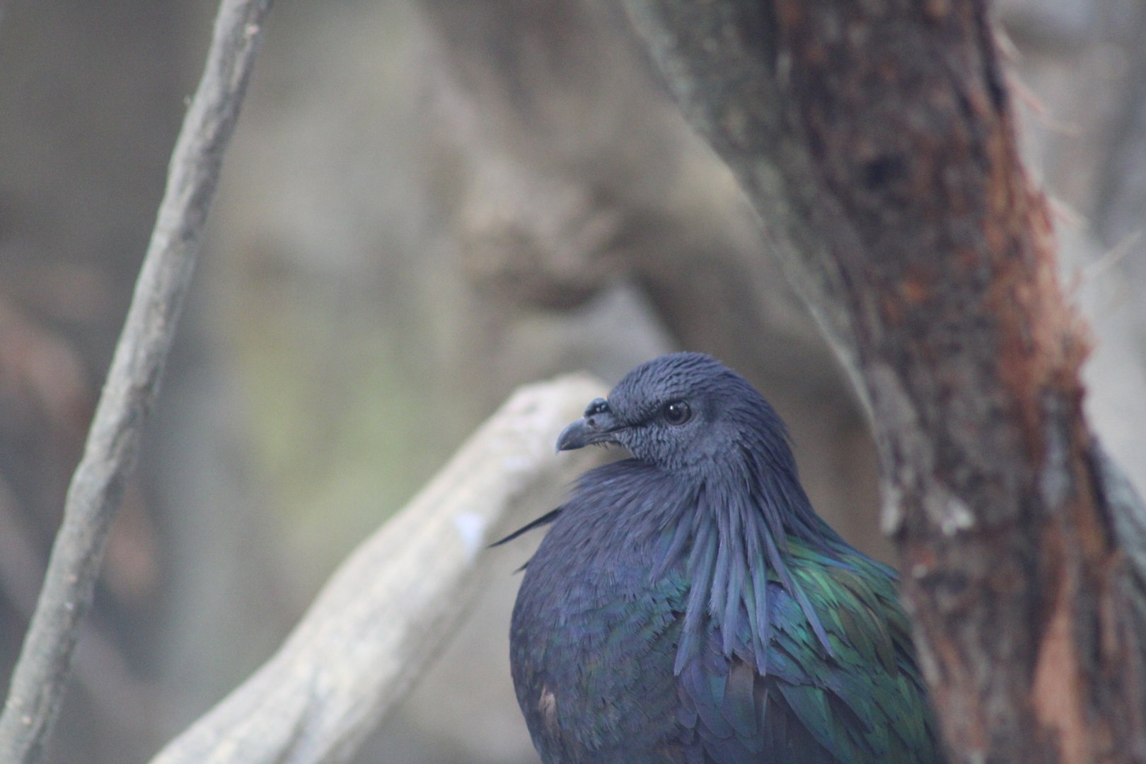 Nicobar Pigeon