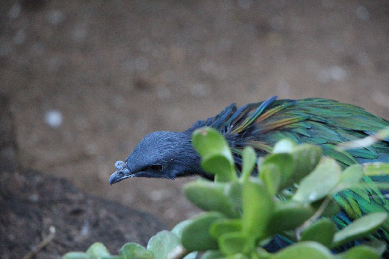 Nicobar Pigeon