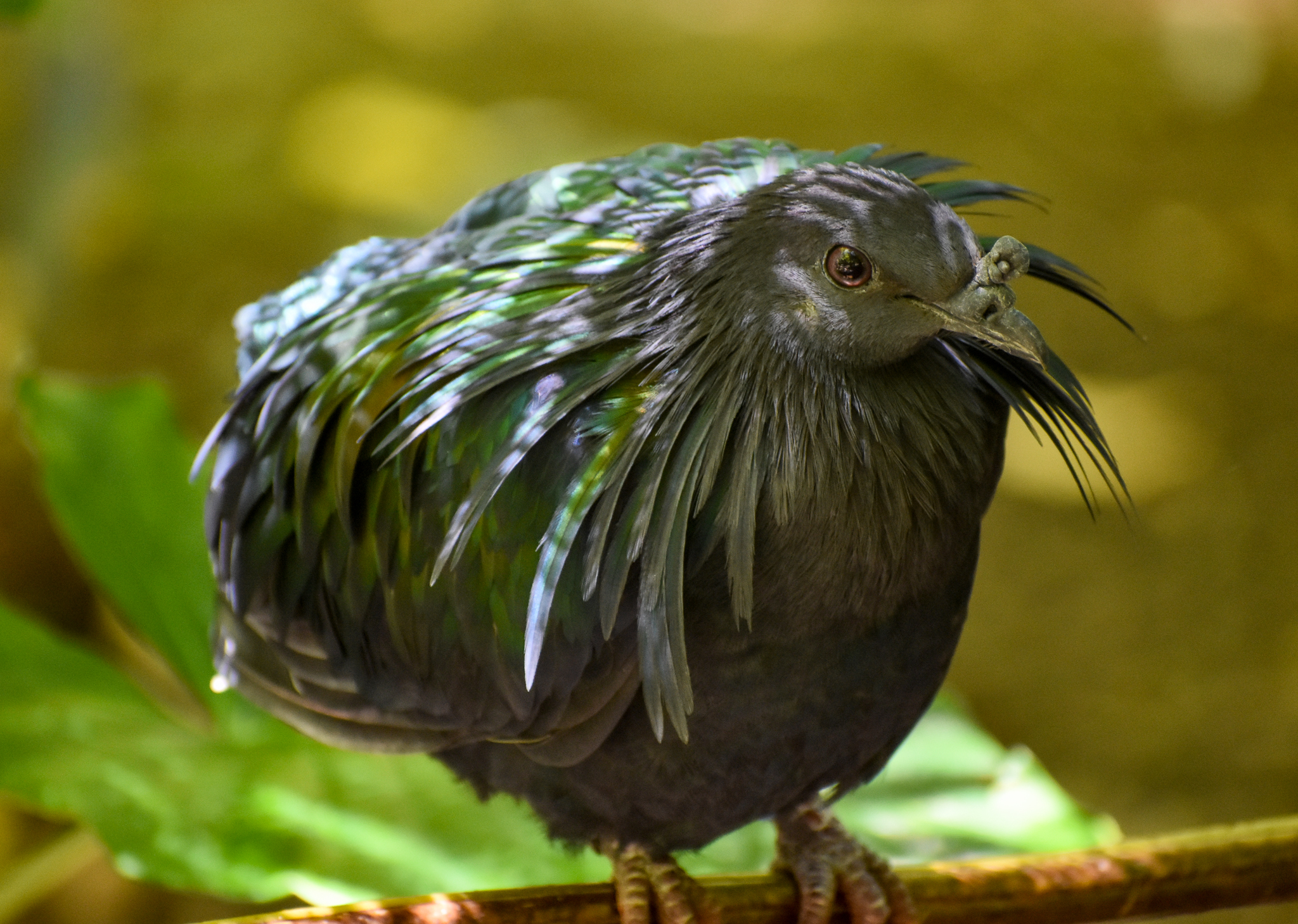 Nicobar Pigeon