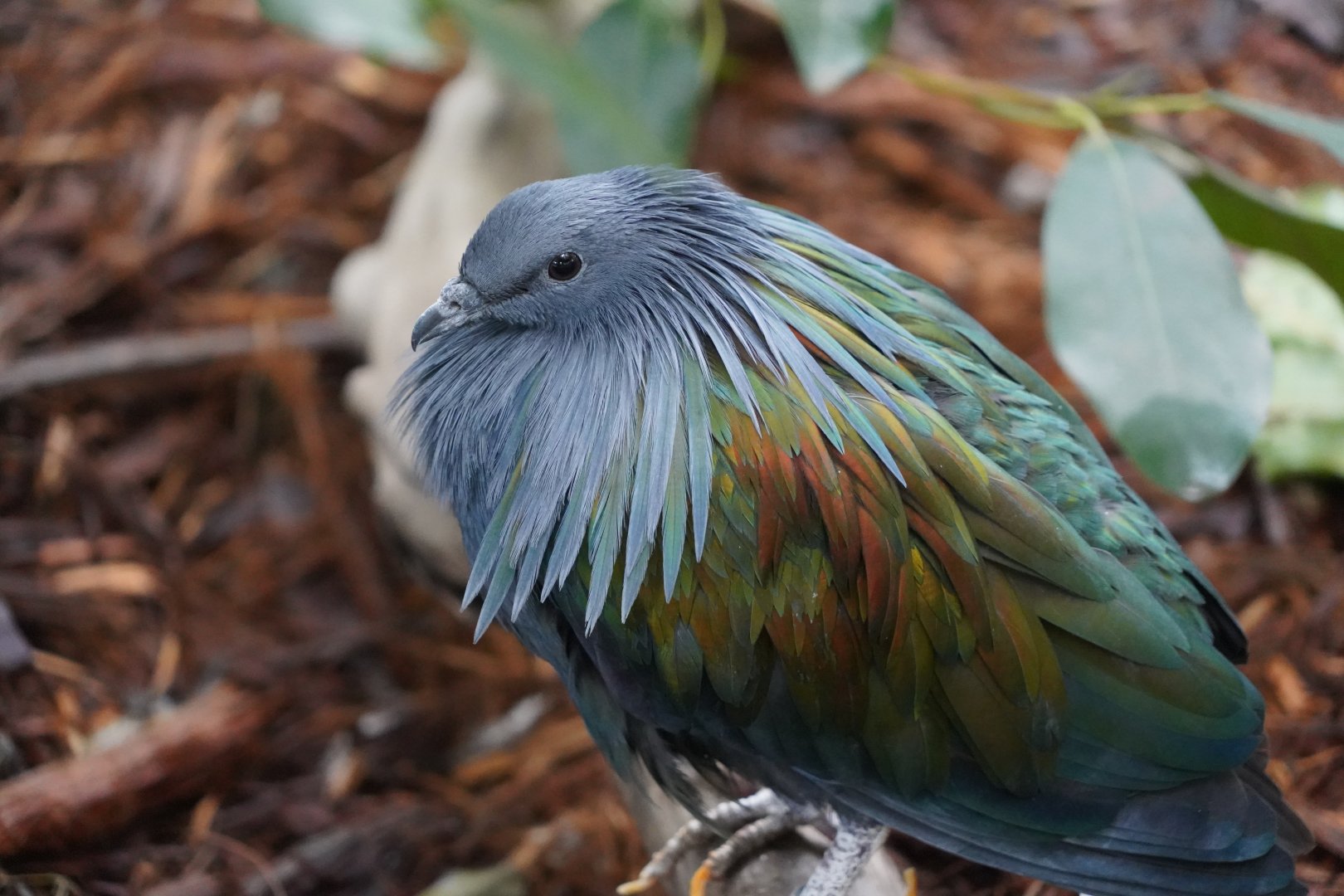 Nicobar pigeon