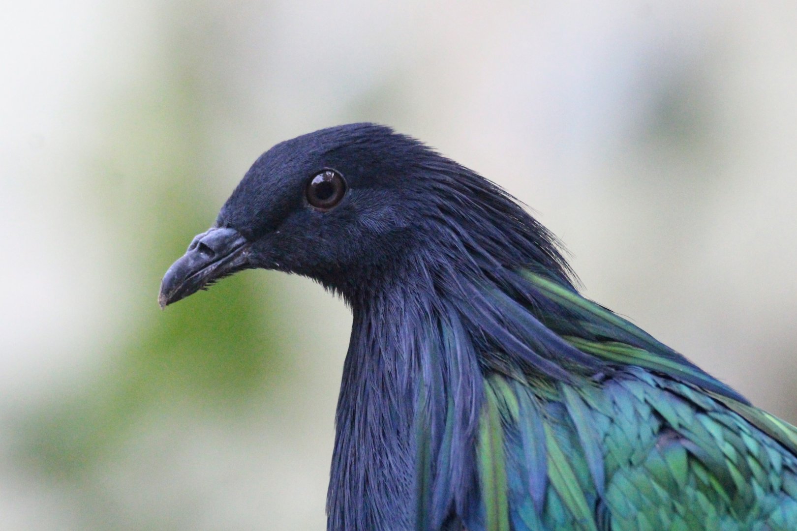 Nicobar Pigeon