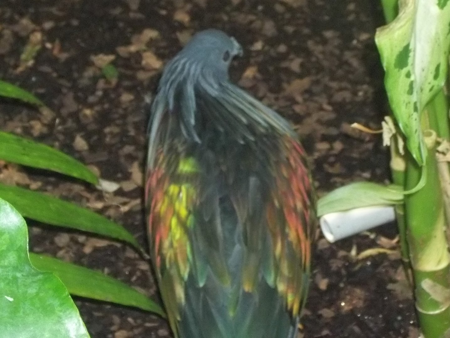 Nicobar Pigeon
