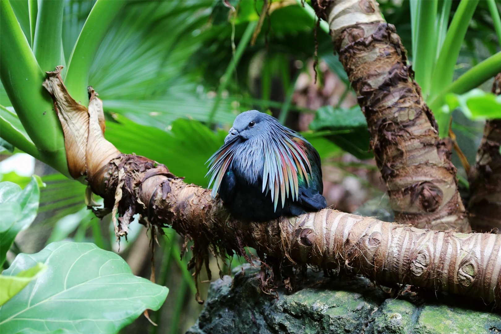 Nicobar Pigeon