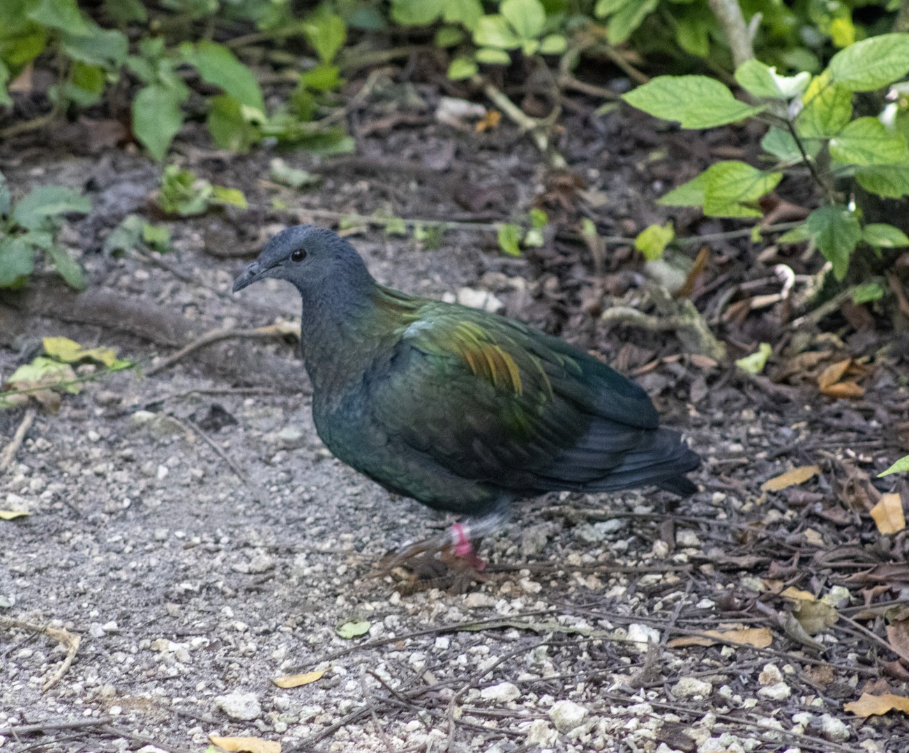 Nicobar Pigeon