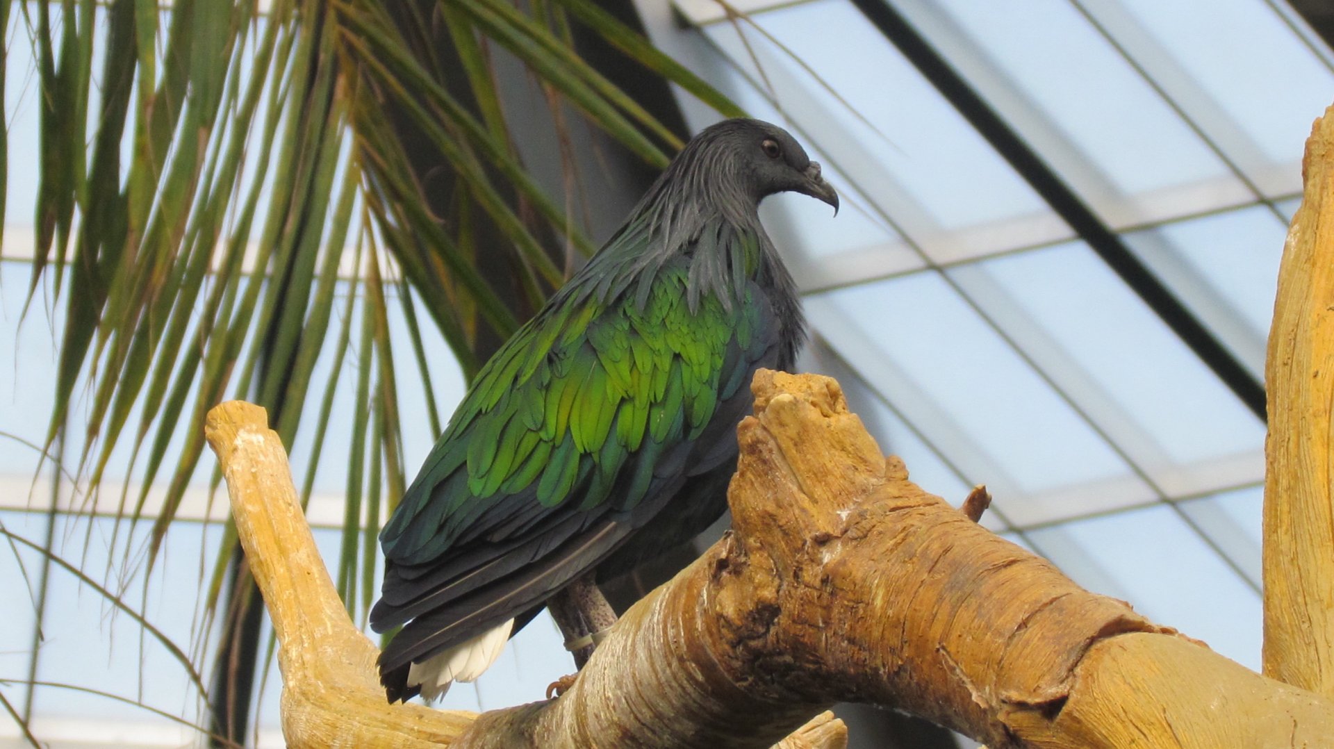 Nicobar Pigeon