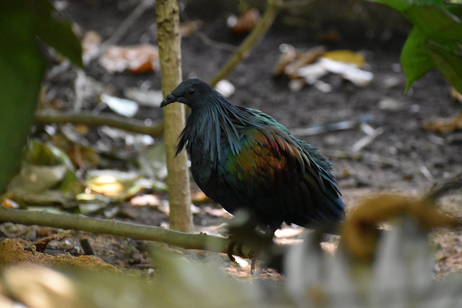 Nicobar Pigeon