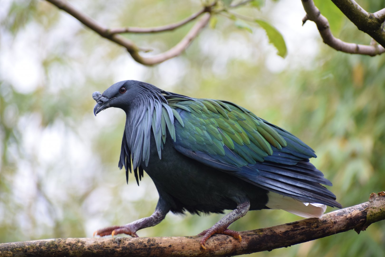 Nicobar pigeon