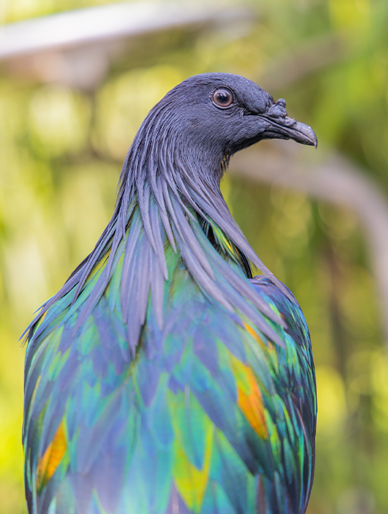 Nicobar Pigeon