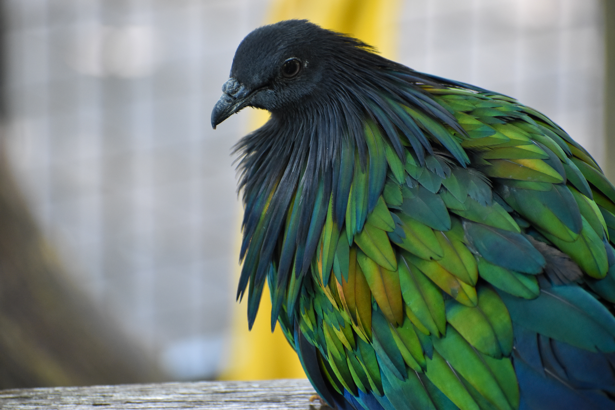 Nicobar Pigeon
